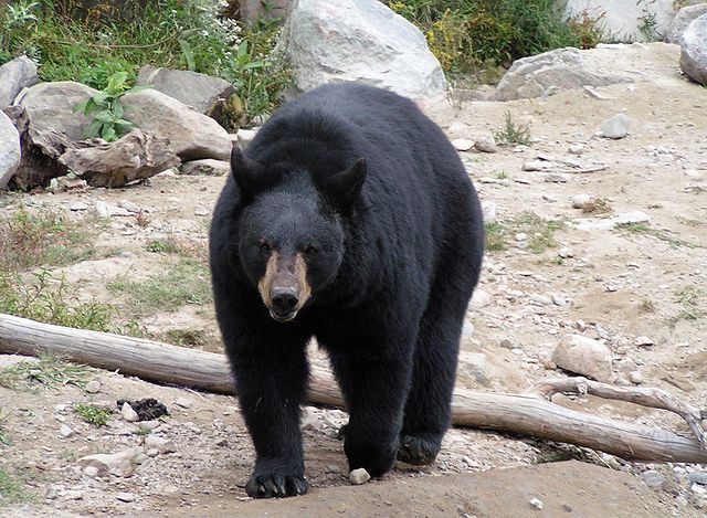 American Black Bear