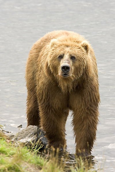 American Brown Bear