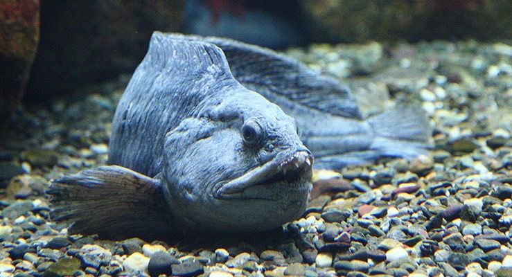 Atlantic Wolffish Anarhichas Lupus