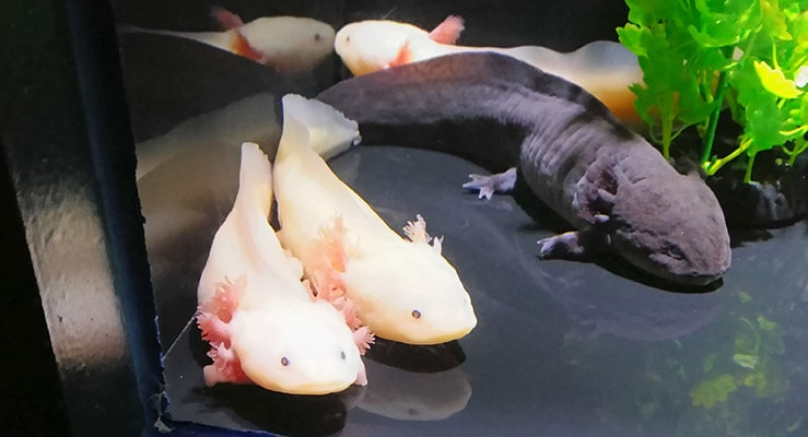 Axolotl Ambystoma Mexicanum