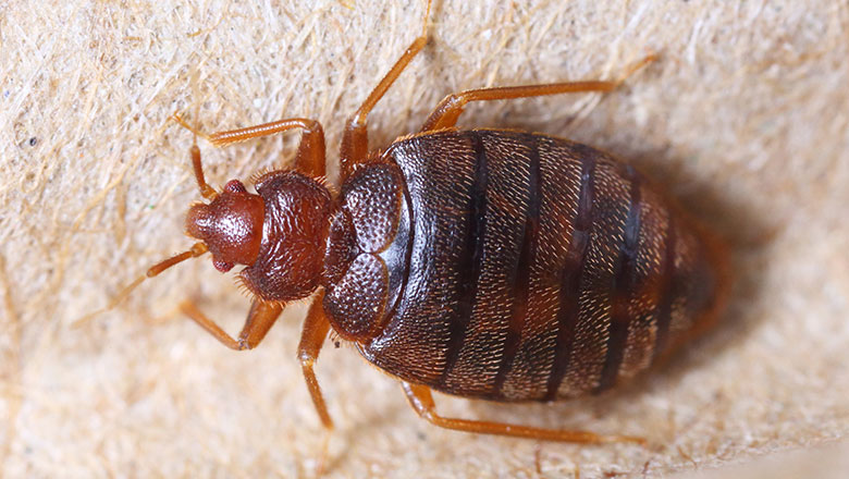 Bed Bug Cimex Hemipterus