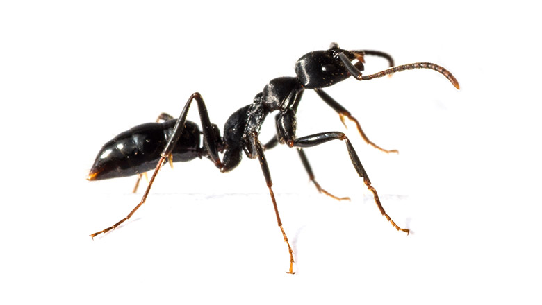 Black Ant