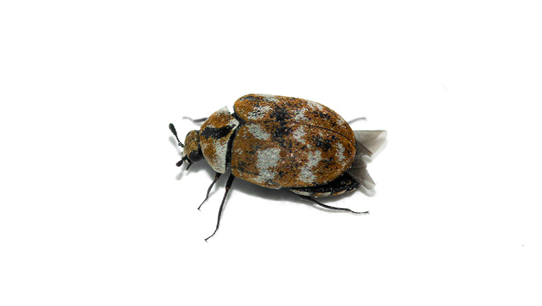 Carpet Beetles Anthrenus Verbasci