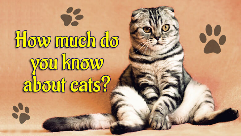 How much do you know about cats? Trivia Quiz