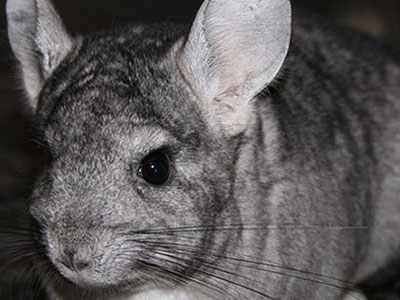How Much Do You Know About Chinchillas?