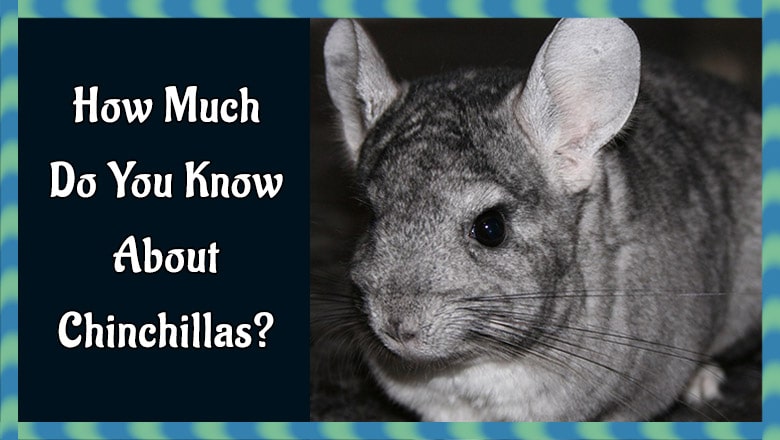 How Much Do You Know About Chinchillas?