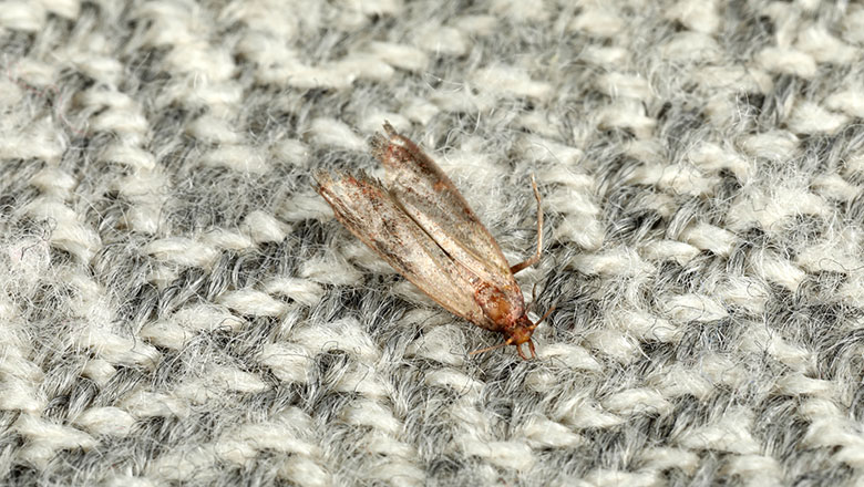 Clothes Moth Tineola Bisselliella