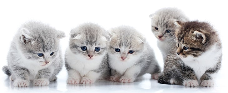 Cute Kittens