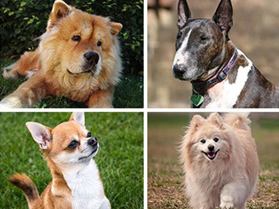 How Well Do You Know The Dog Breeds?