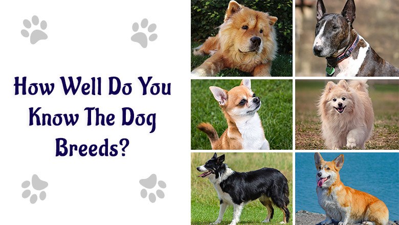 How Well Do You Know The Dog Breeds?