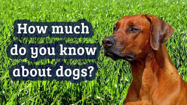 How much do you know about dogs?