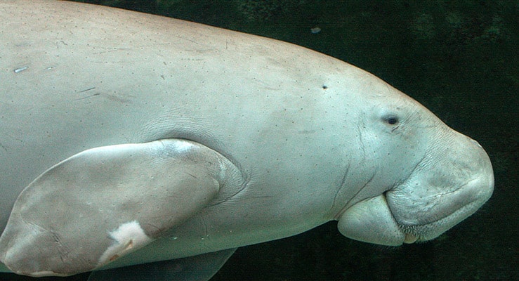 Dugong Dugong Dugon 