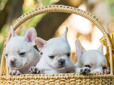 French Bulldog Name Generator