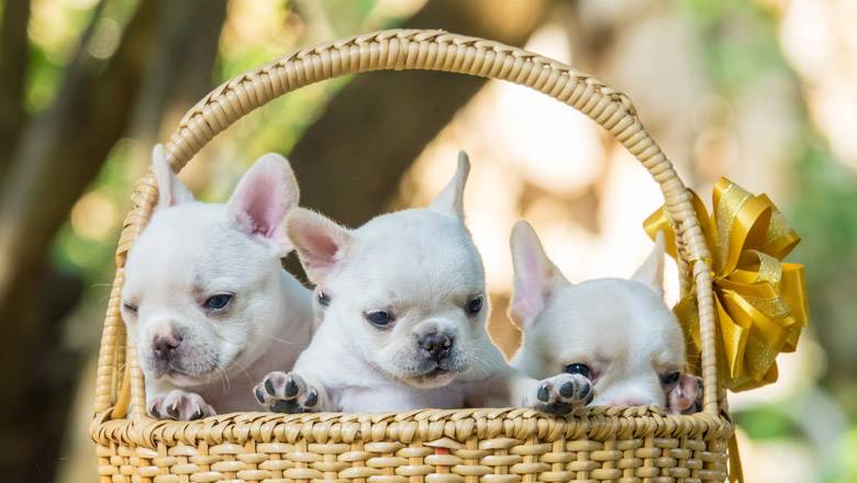 French Bulldog Name Generator