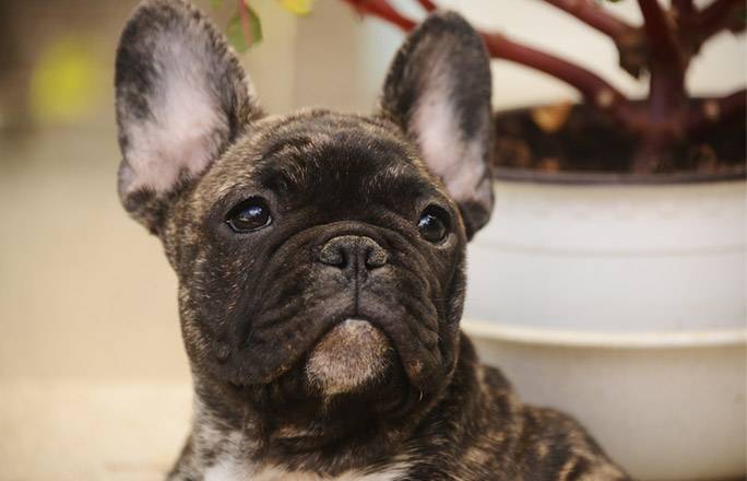 French Bulldog Puppy Bat Ears