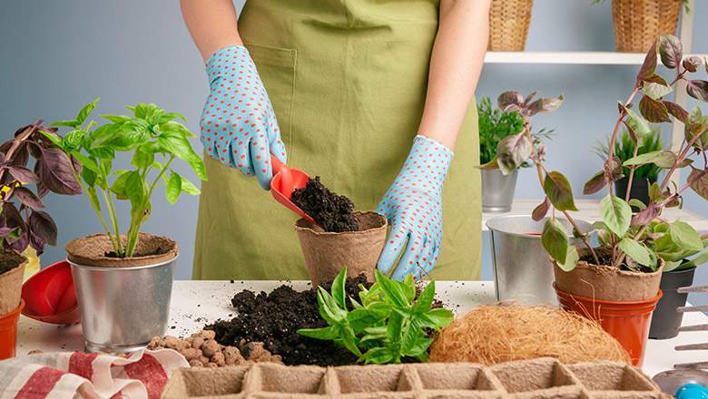 Gardening Quiz: Are You a Good Gardener?