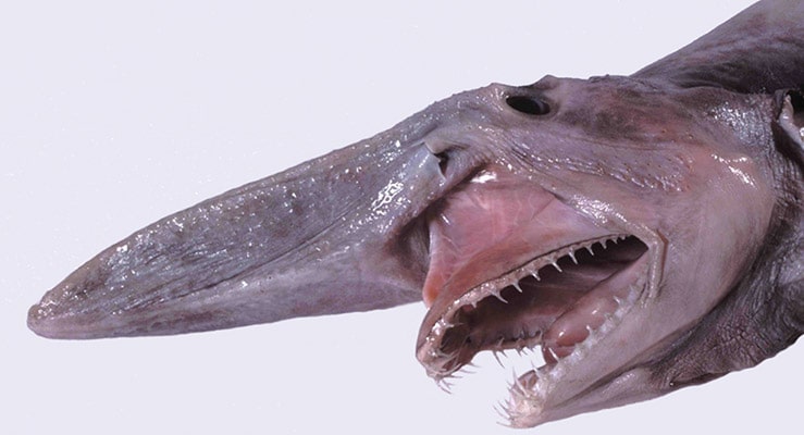 Goblin Shark Mitsukurina Owstoni