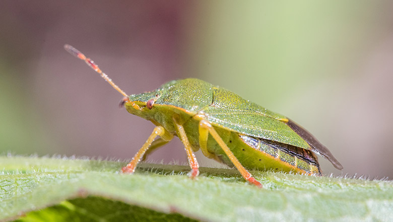 Green Stink Bug Shield Bug