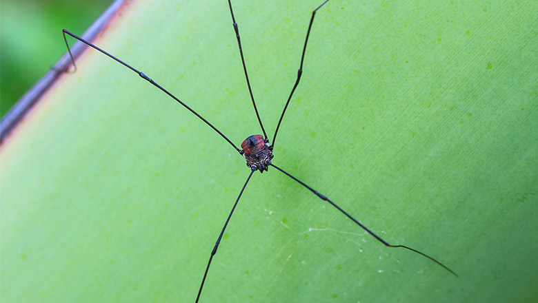 Harvestmen Daddy Longlegs Opiliones