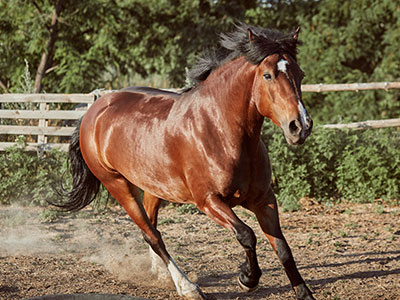 Can You Guess All These Horse Breeds?