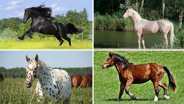 Can You Guess All These Horse Breeds?