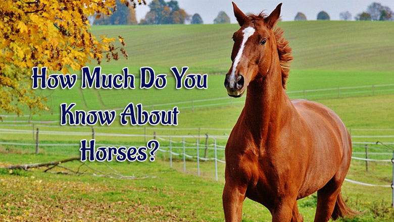 How Much Do You Know About Horses?