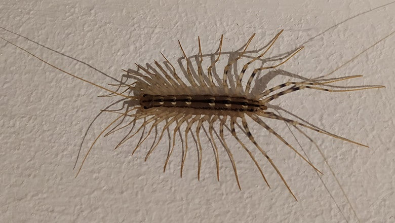 House Centipede Scutigera Coleoptrata