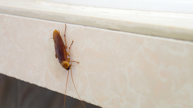 House Cockroach