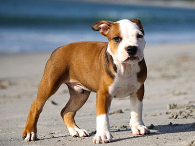 How well do you know Pit Bulls?