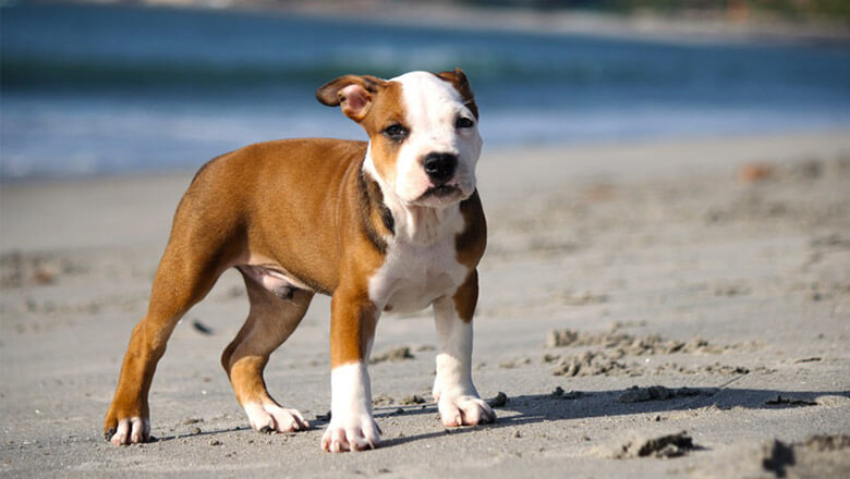 How well do you know Pit Bulls?