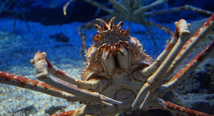 Japanese Spider Crab Macrocheira Kaempferi