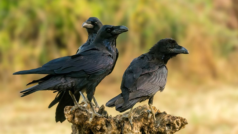 Ravens & Crows