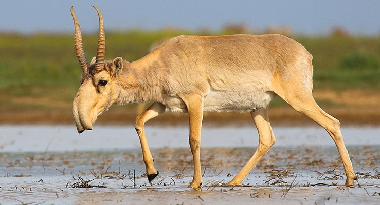 Saiga Antelope Saiga Taratica