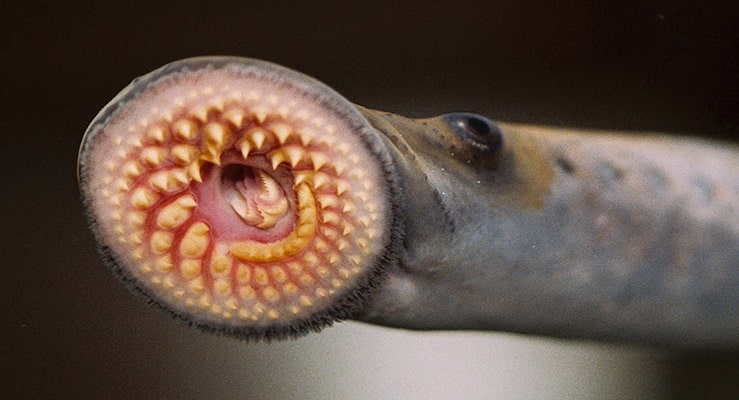 Sea Lamprey Petromyzon Marinus 