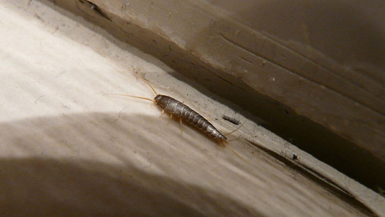 Silverfish Lepisma Saccharina