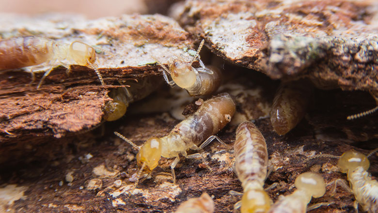 Termites