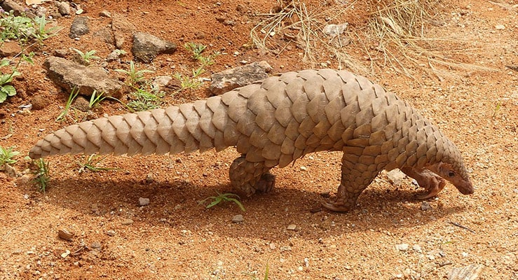 The Ground Pangolin Smutsia Temminckii