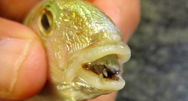 The Tongue Eating Louse Cymothoa Exigua 