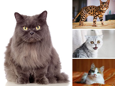 What Cat Breed Are You?