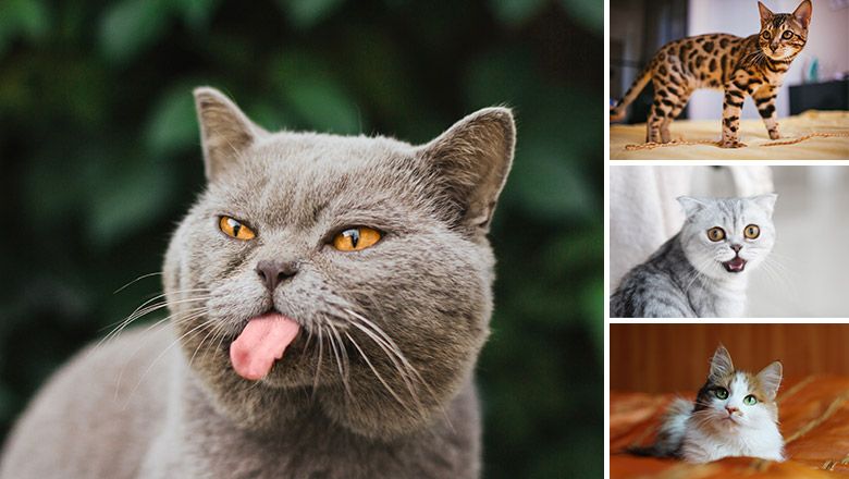 What Cat Breed Are You?