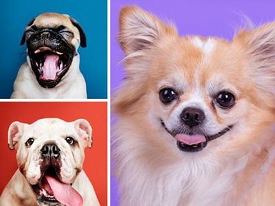 What Dog Breed Are You?