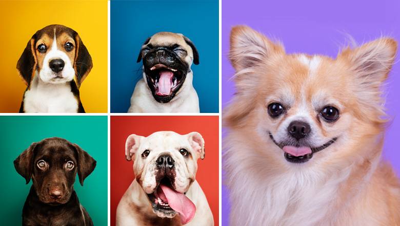 What Dog Breed Are You?