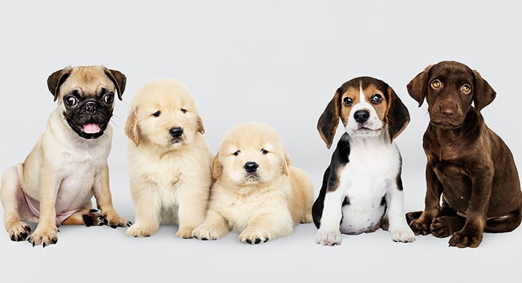 What dog breed should I get?