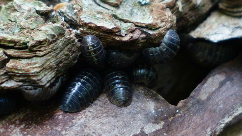 Woodlice Oniscidea