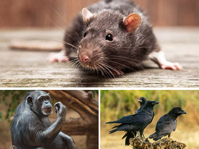 10 of the World’s Smartest Animals