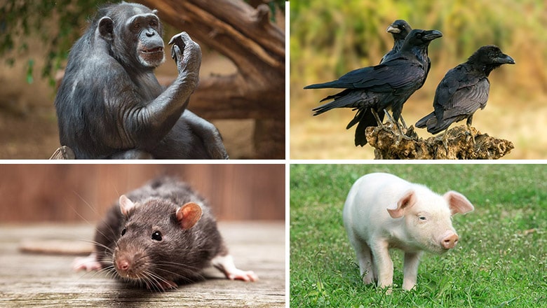 10 of the World’s Smartest Animals