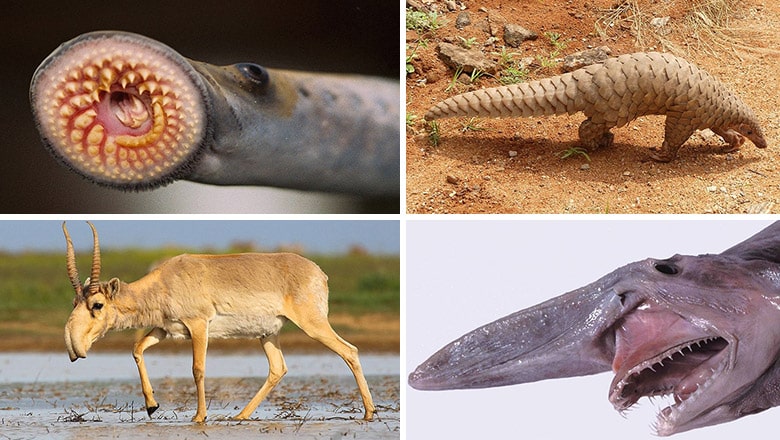 11 of the World's Strangest Animals